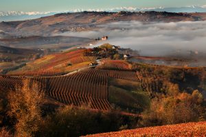 Vineyards Barbaresco