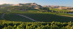 Carneros Wine